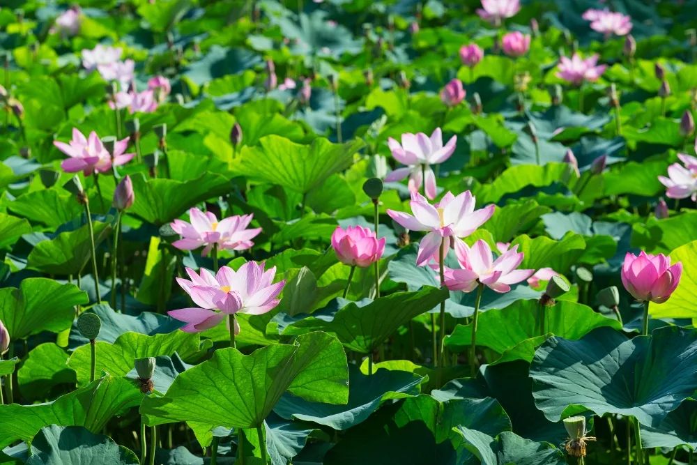 Lotus Pond